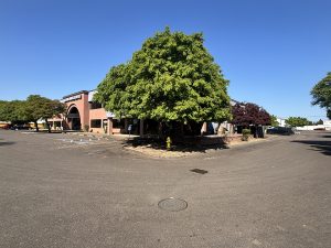 1852 Fescue St Albany OR 97322_76